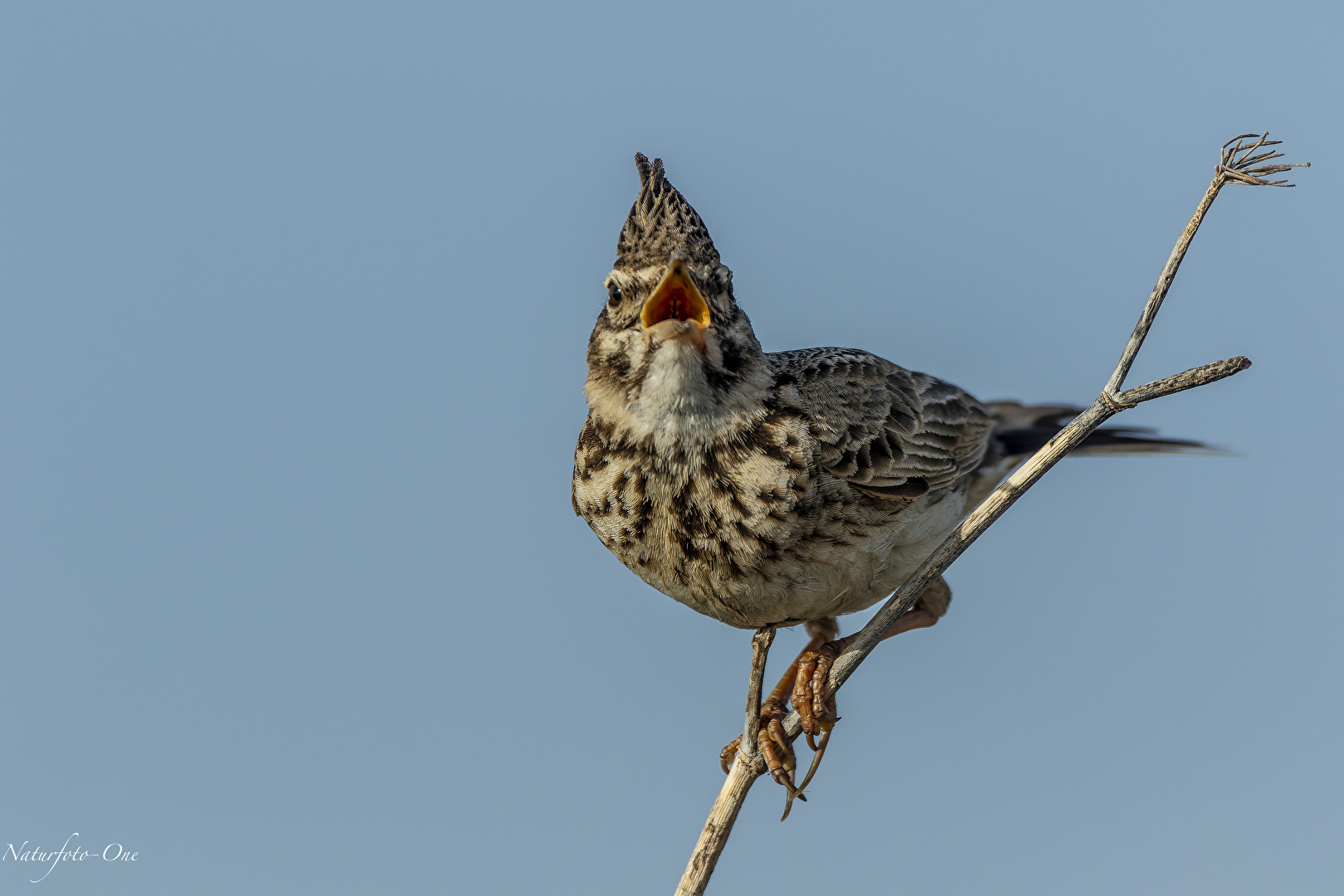 The Singing One