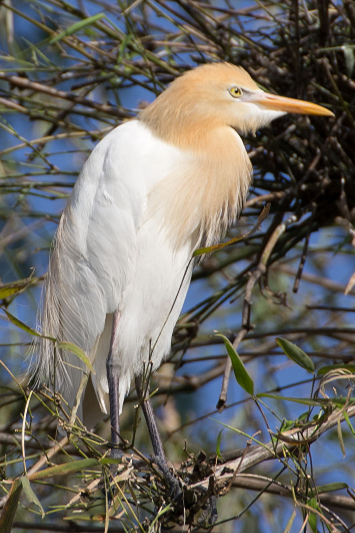 Cattle Egret