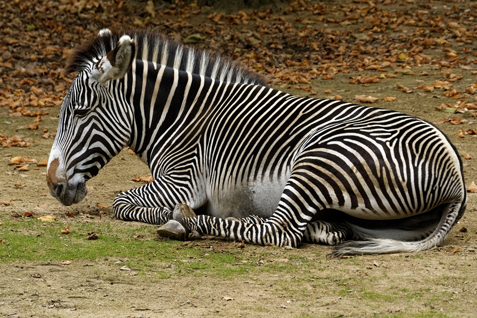 Zebra