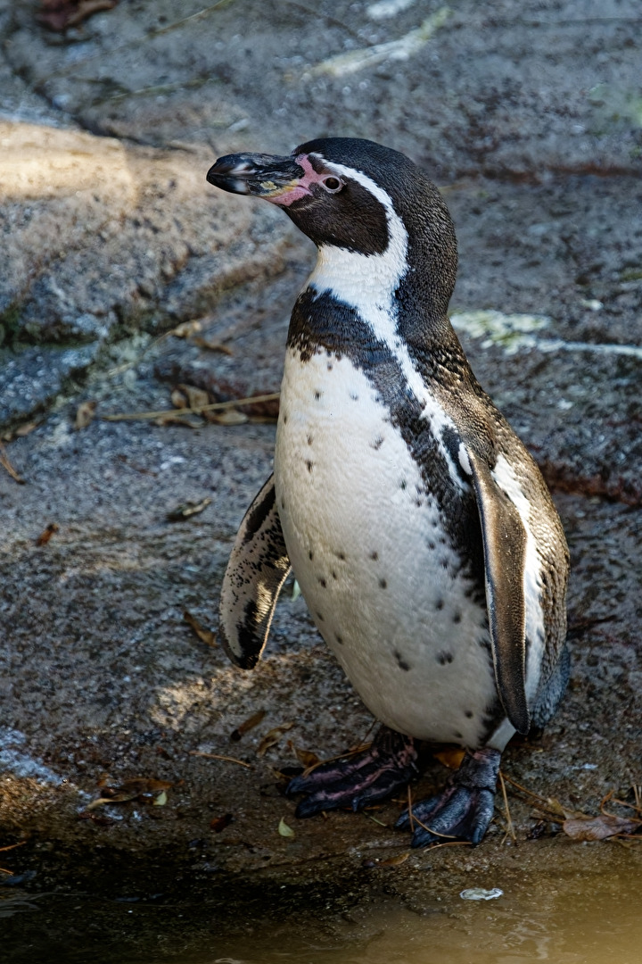 Pinguin