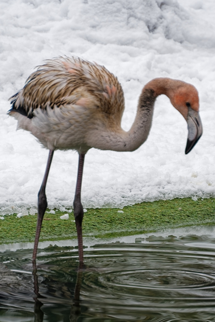 junger Flamingo