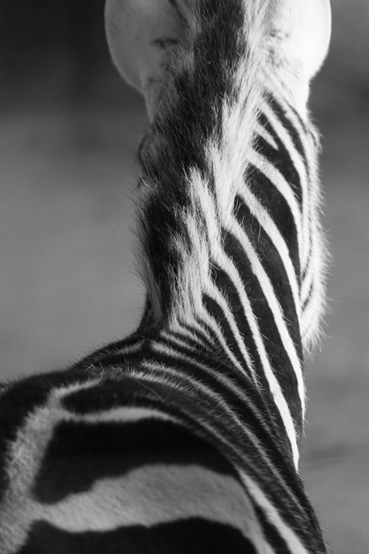 Zebrastreifen