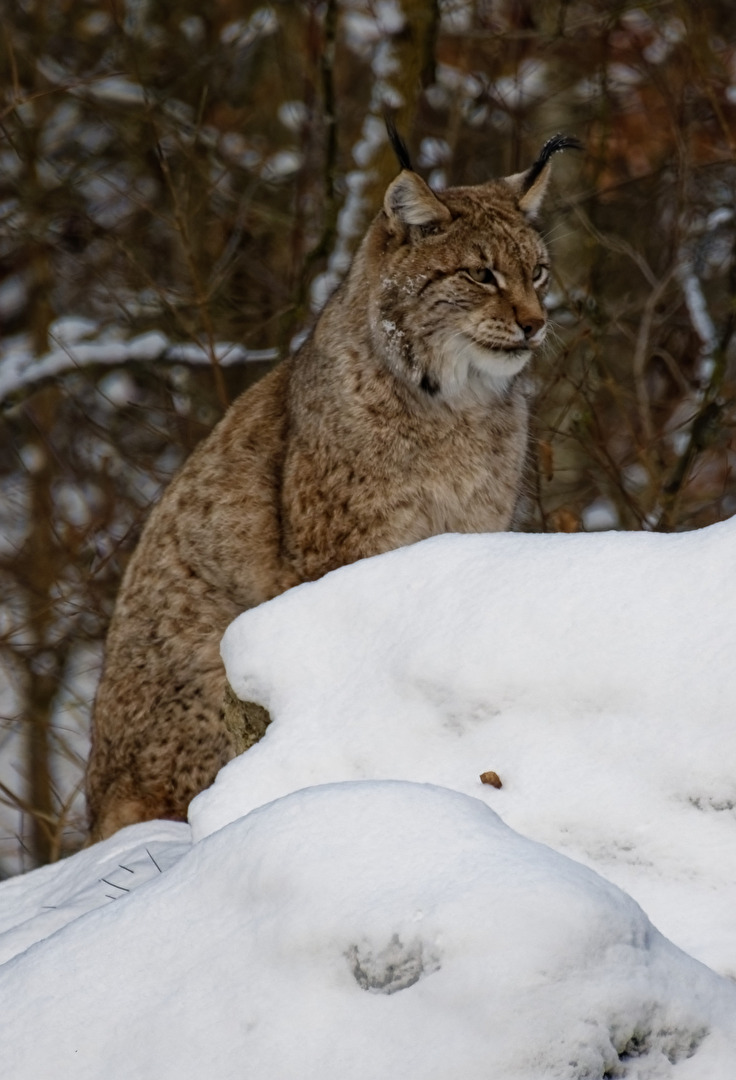 Luchs