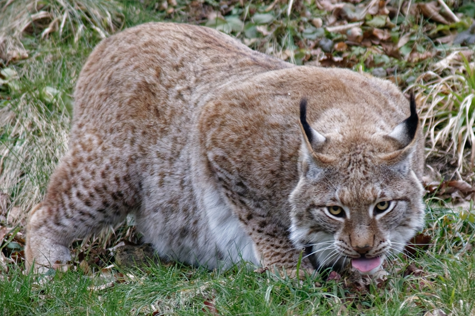 Luchs