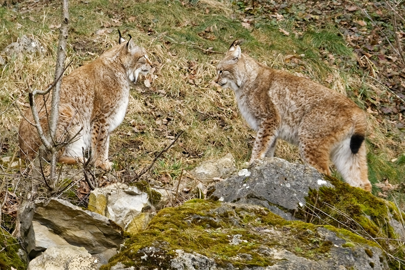 Luchs