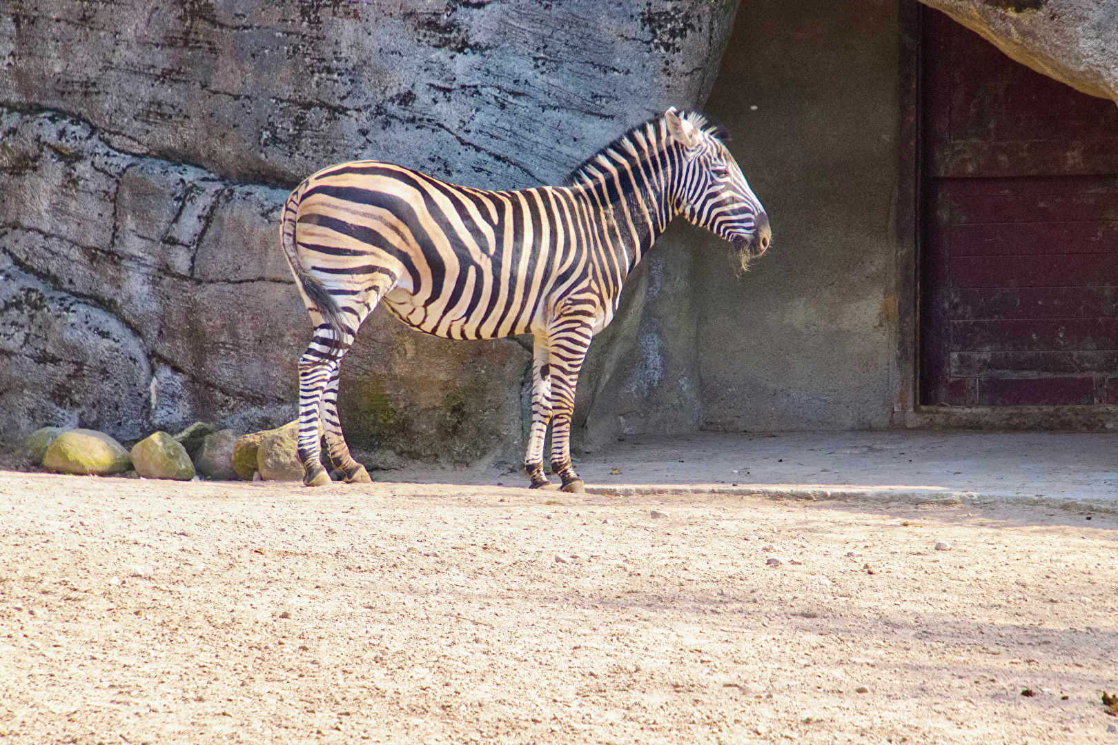 Zebra