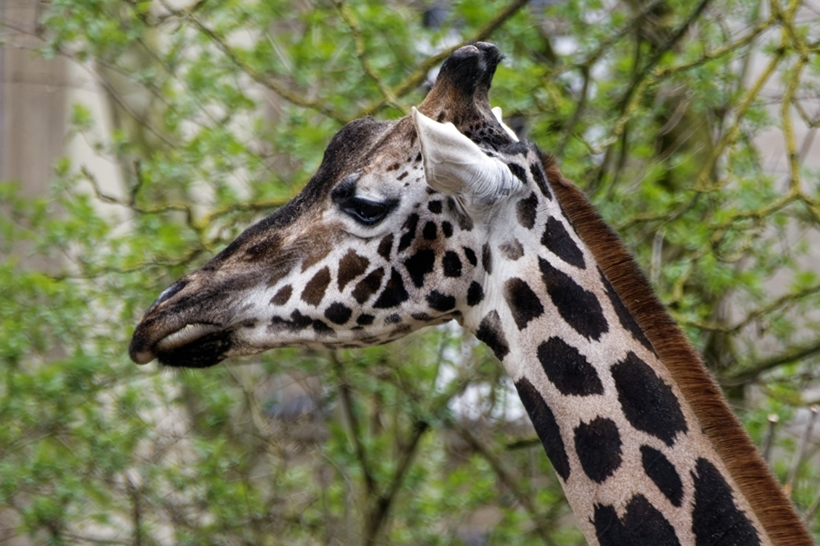 Giraffe