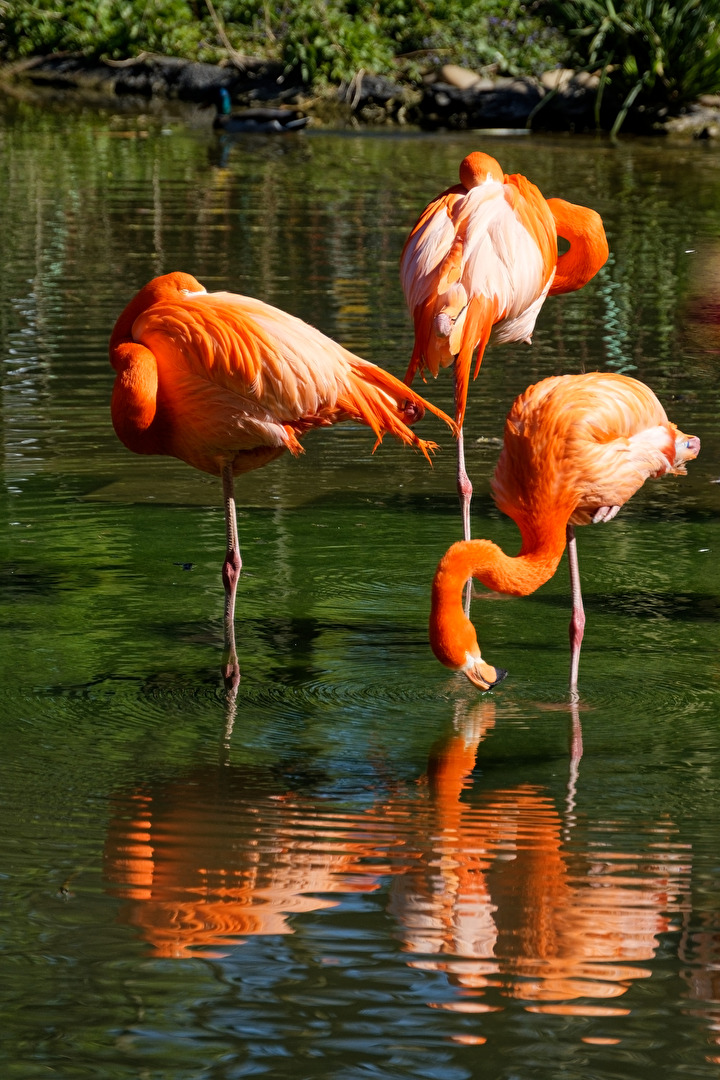 Flamingo's