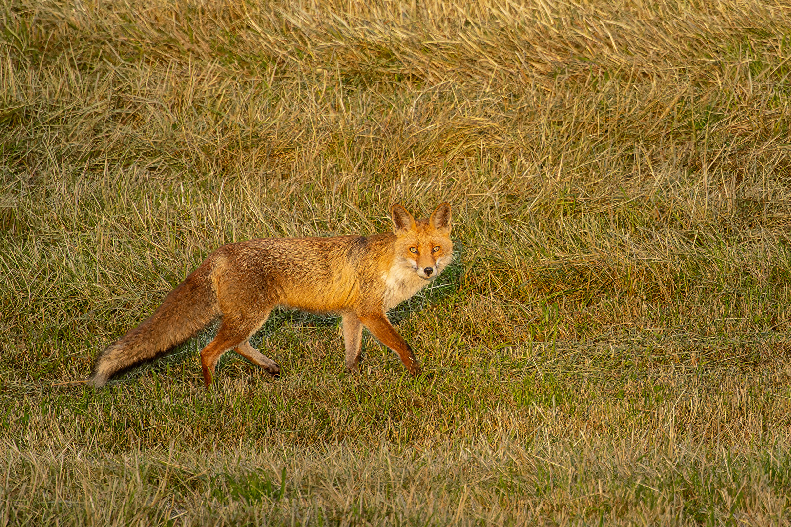Le Curieux