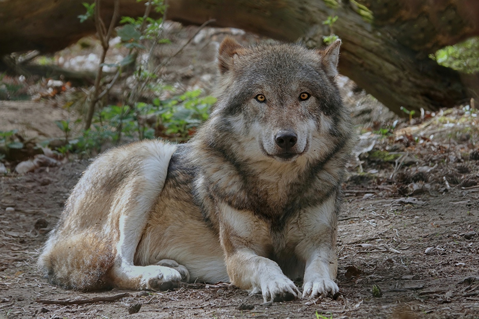 Wolf
