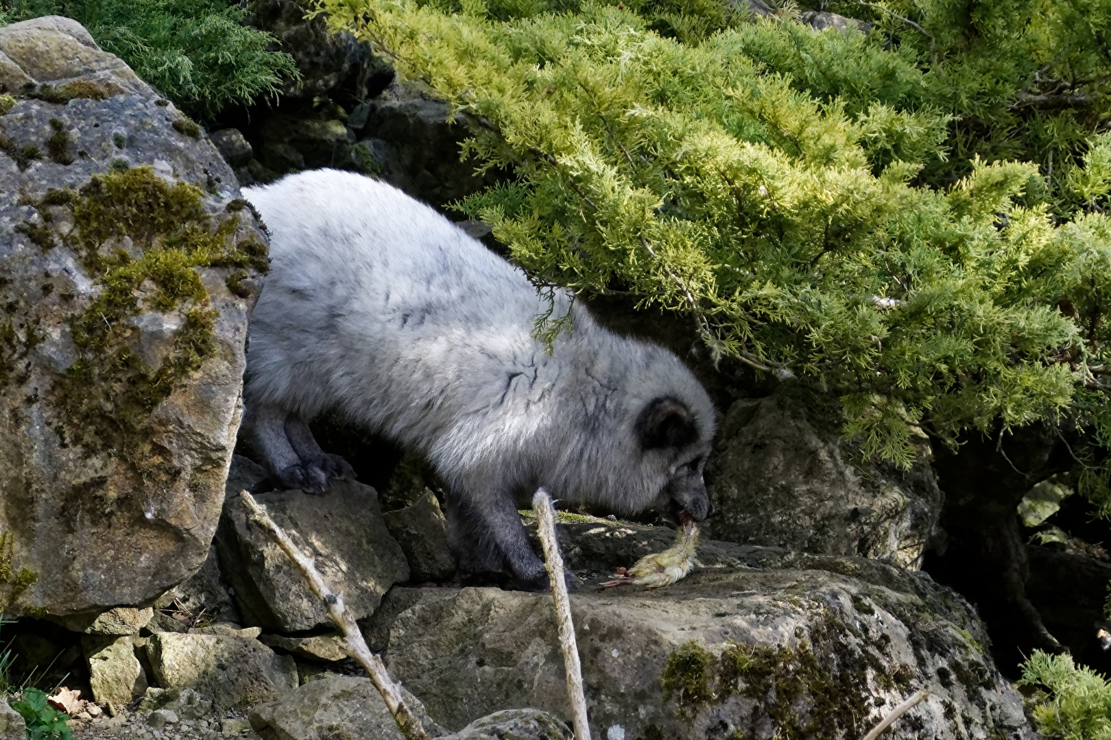 Arctic Fox
