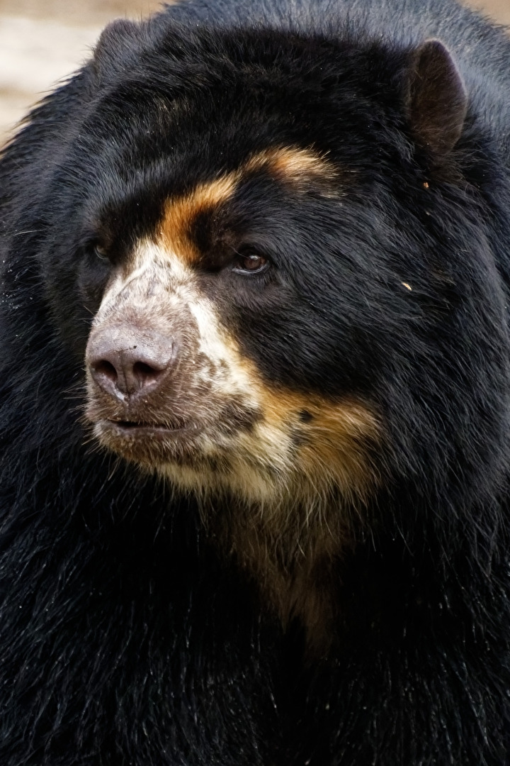 Brillenbär