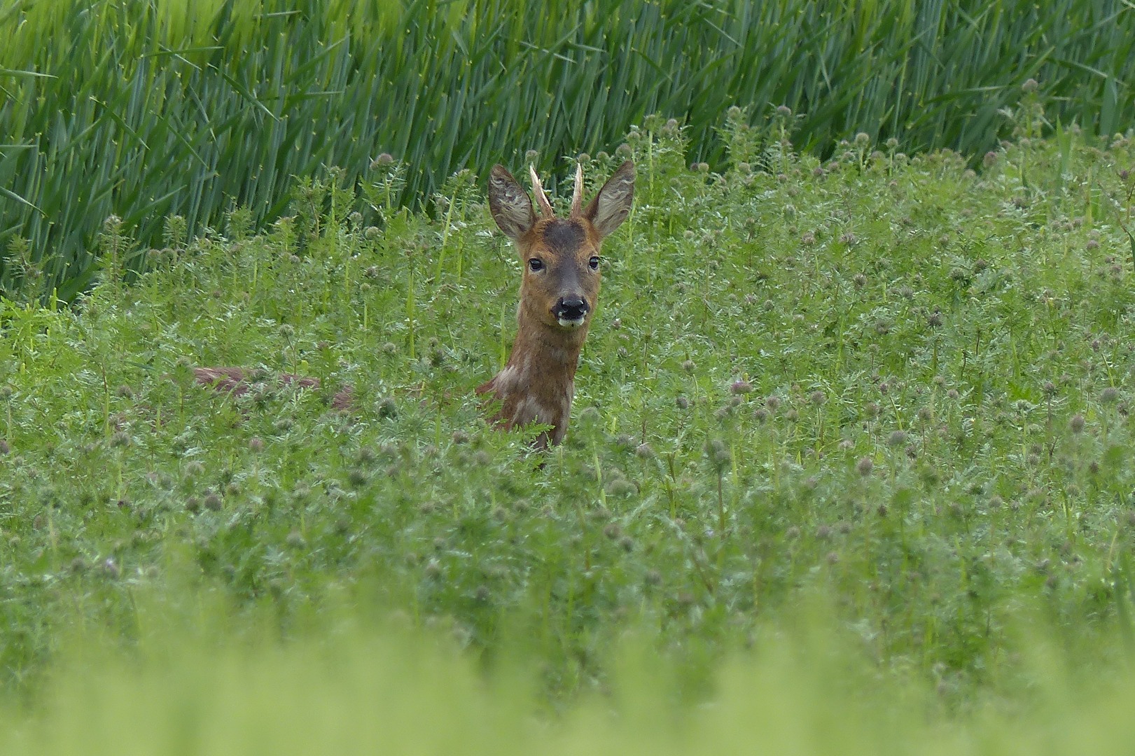 Ein Bock im Kornfeld
