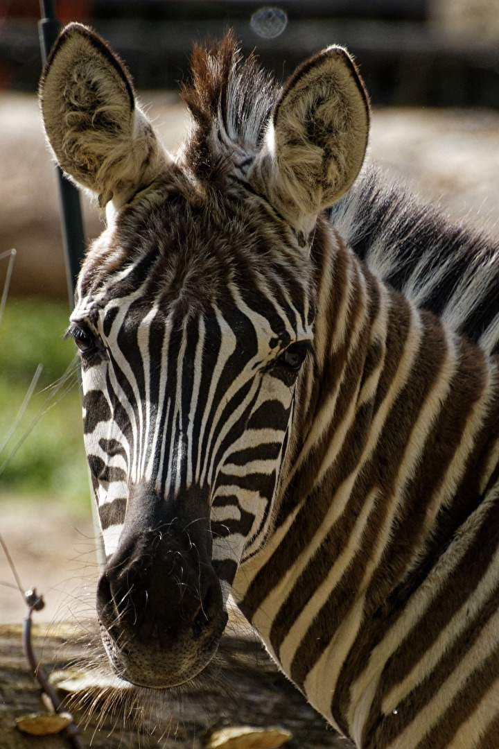 Zebra