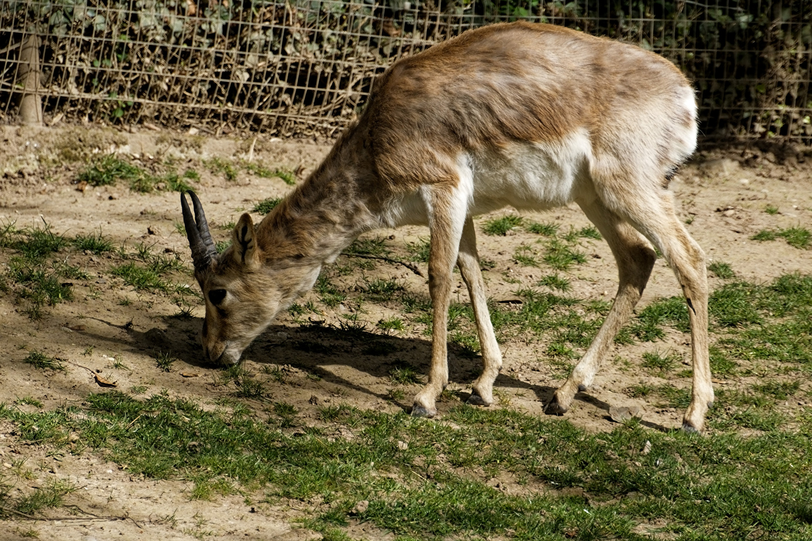 Persische Kropfgazelle