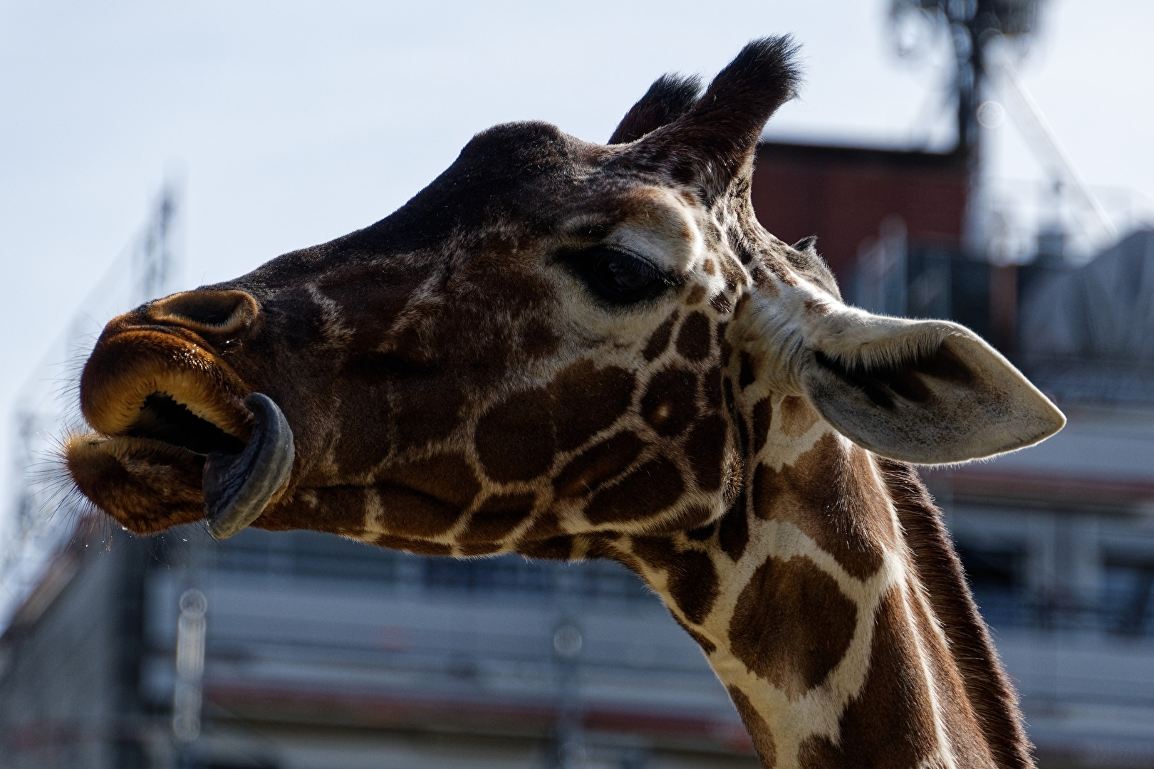 Giraffe