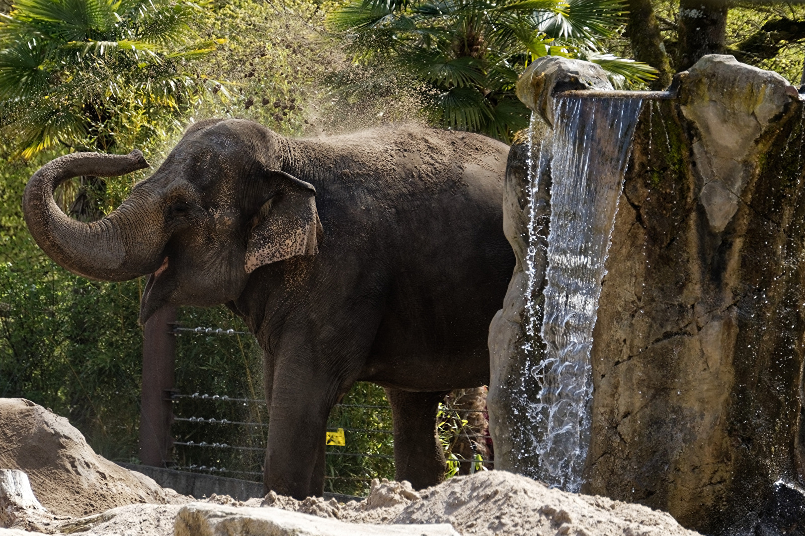 Elefant