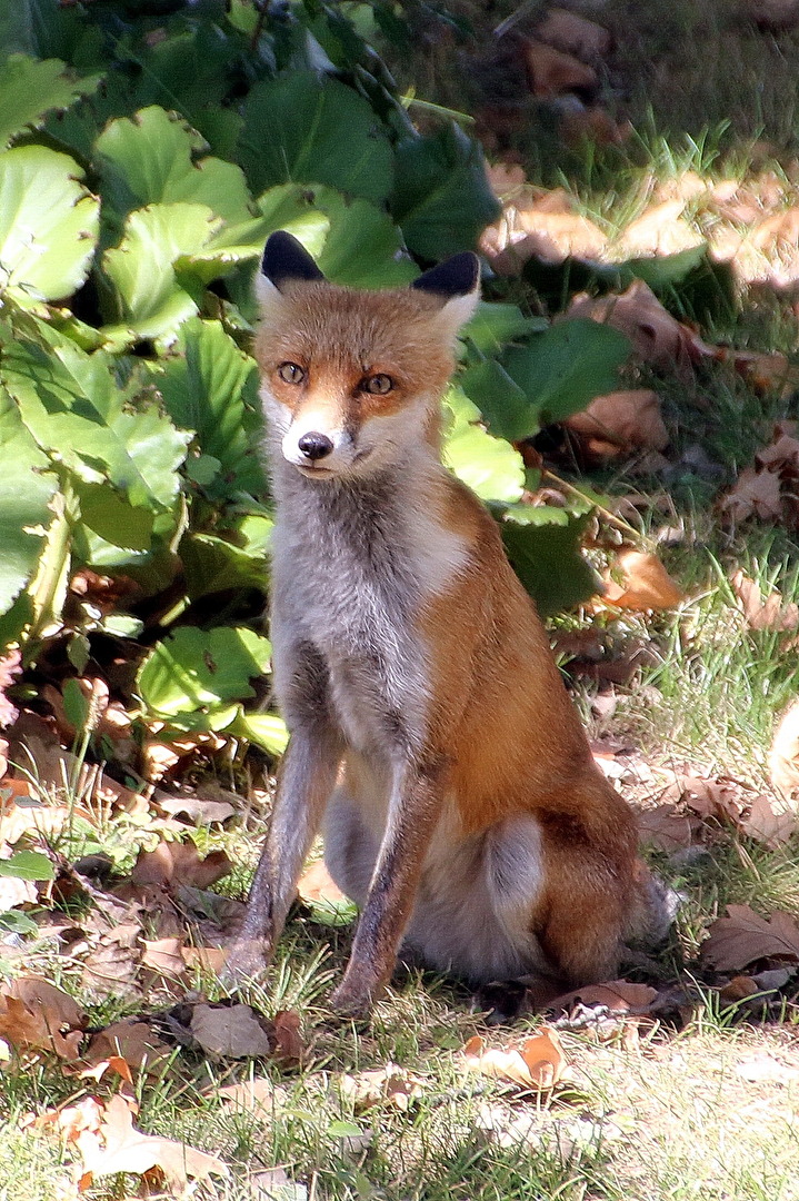trauriger Fuchs