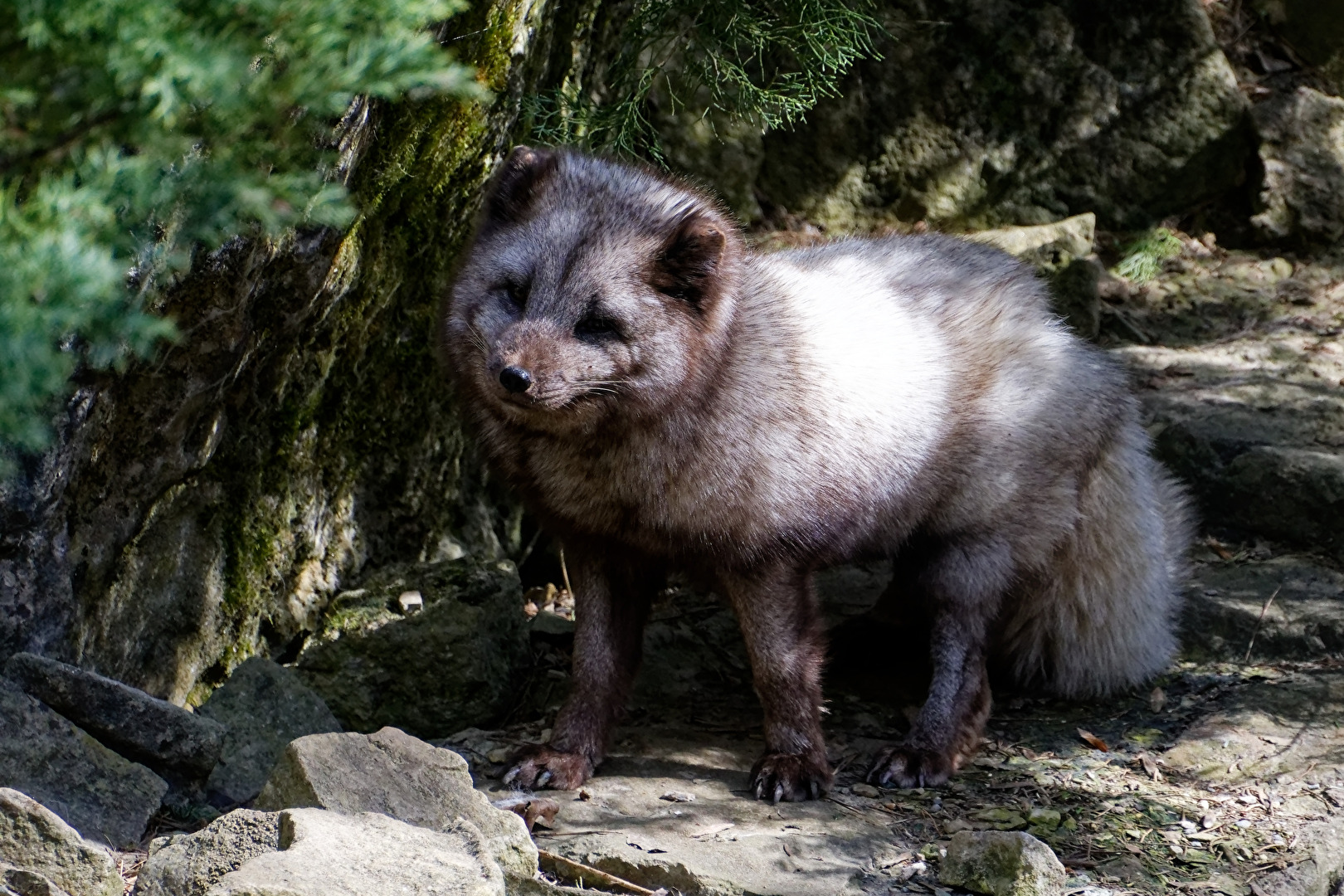 Polarfuchs