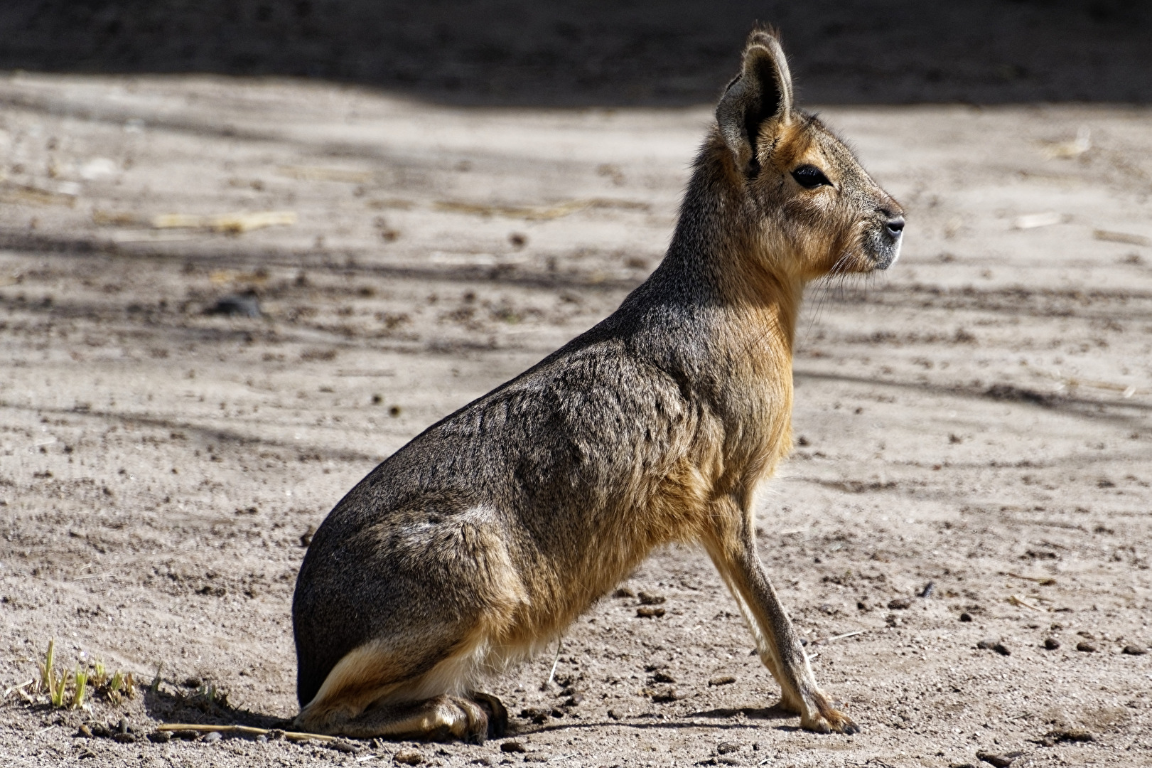 Mara
