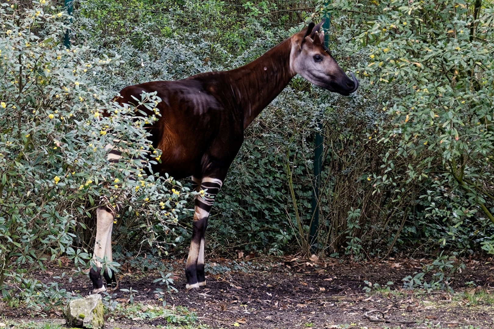 Okapi