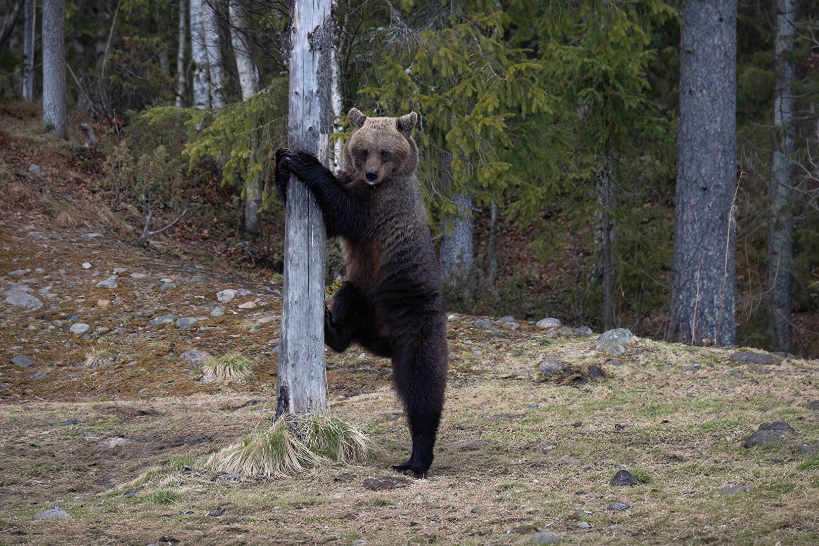 Braunbär in Finnisch Lappland