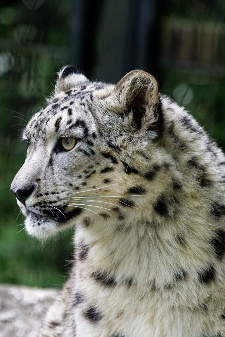 Schneeleopard