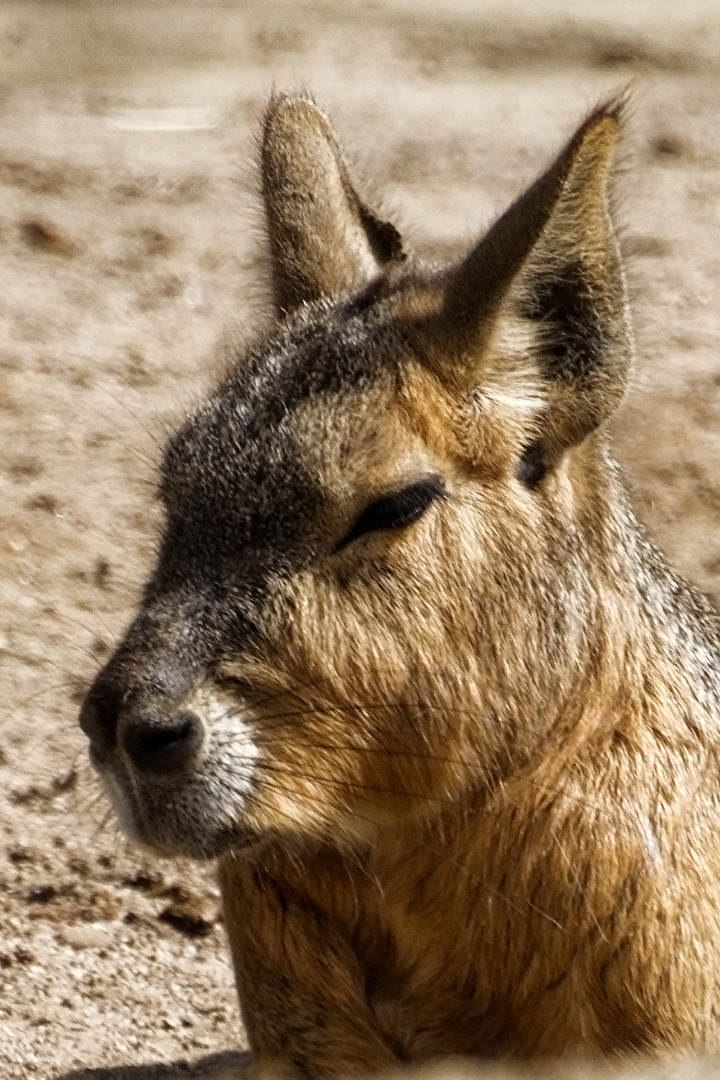 Mara