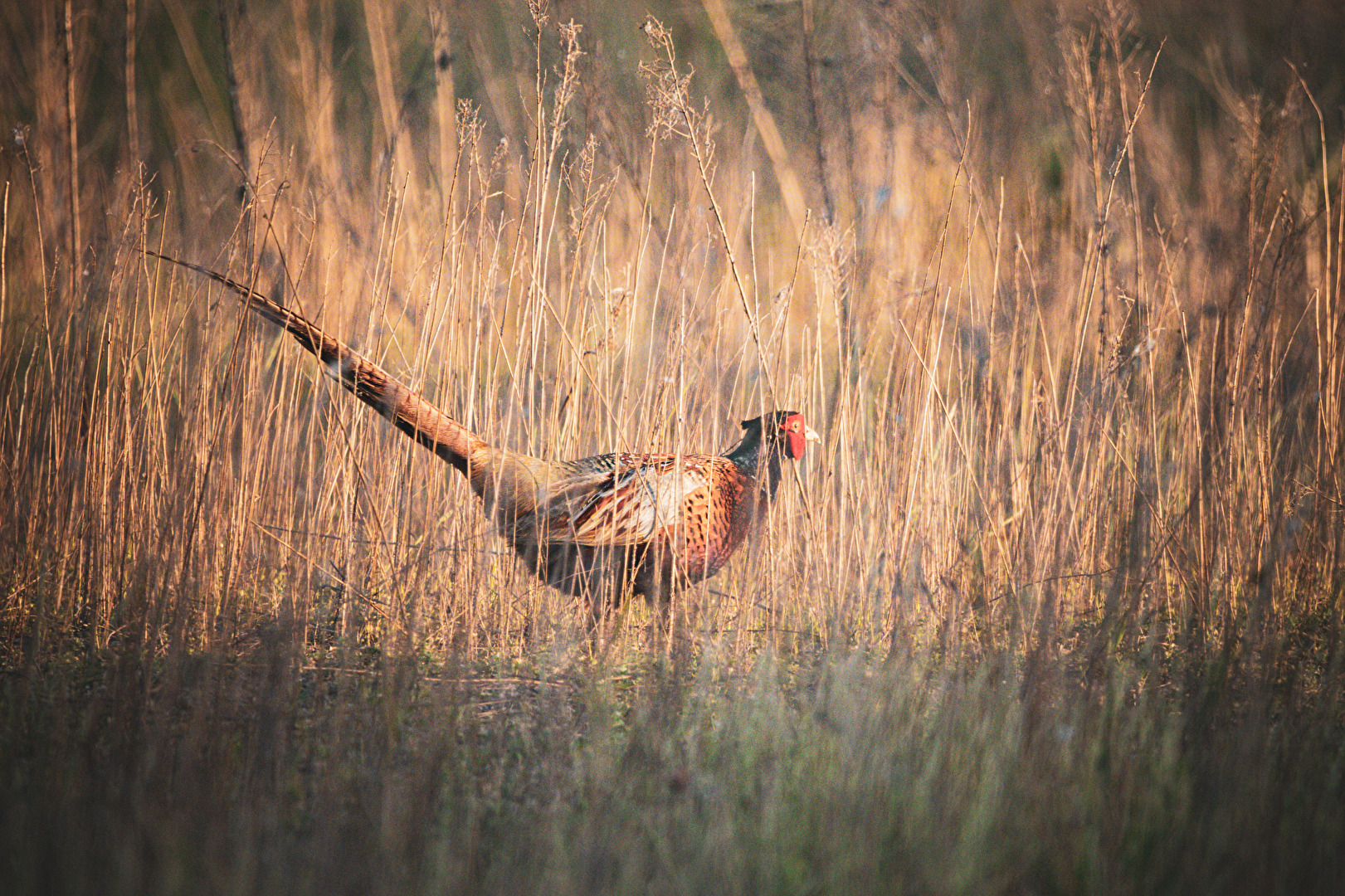 Fasan in der Abendsonne