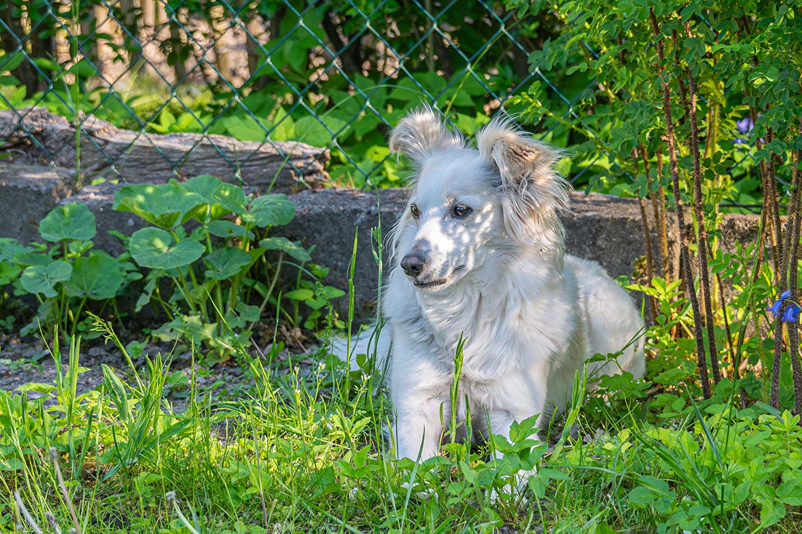 Lucy im Garten
