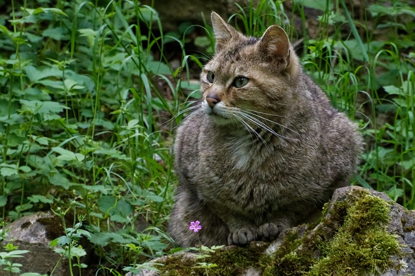 Wildkatze