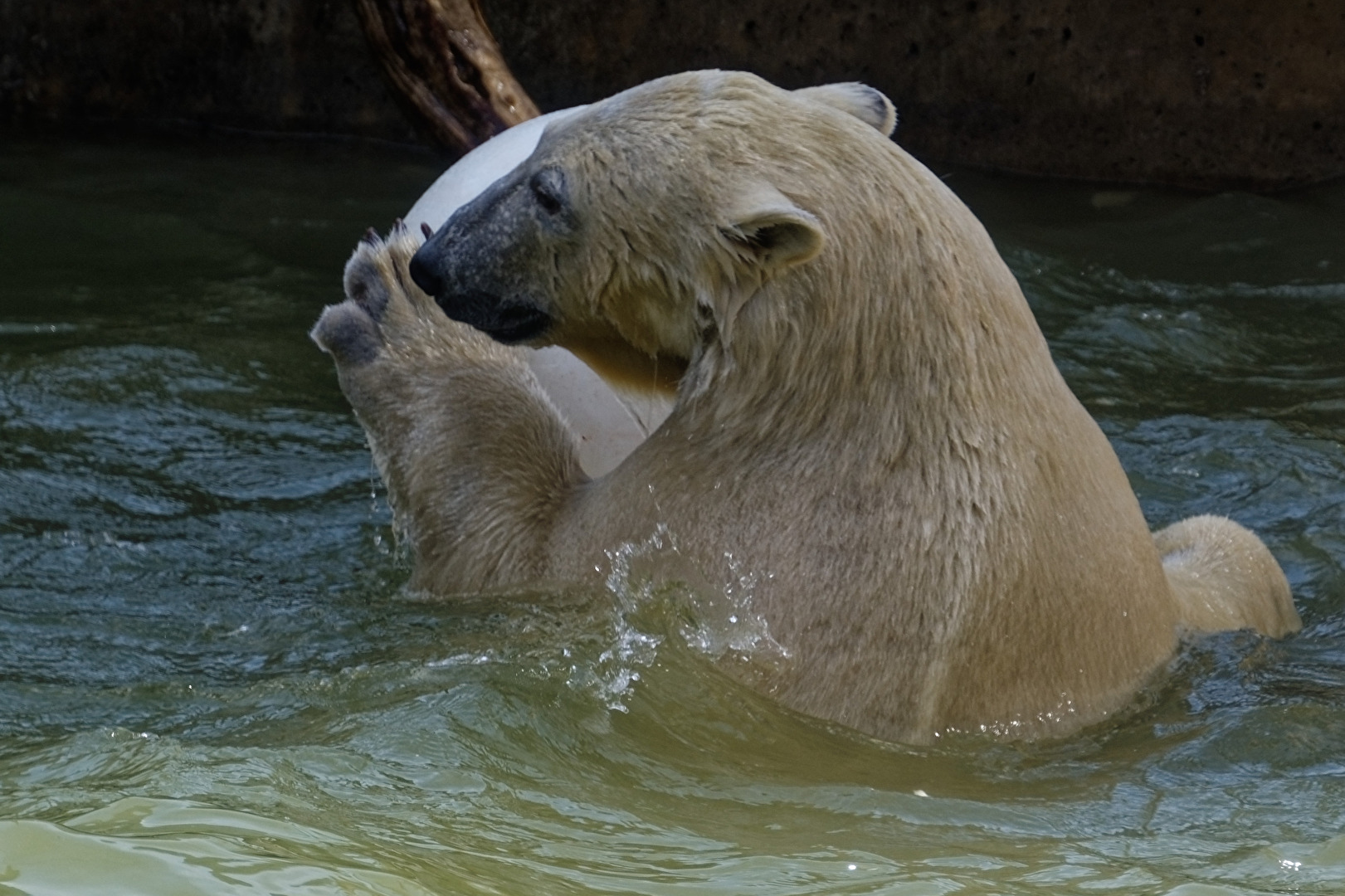 Eisbär