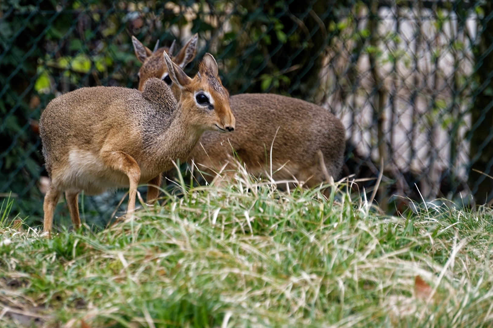 Kirk Dik Dik