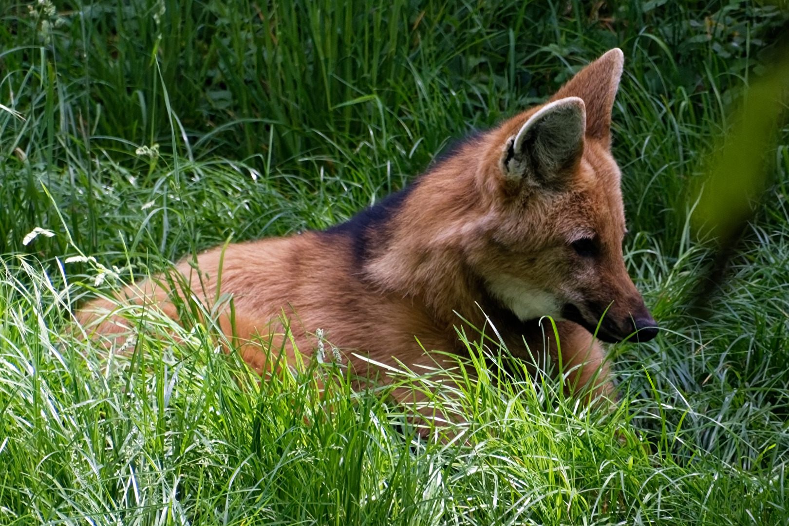 Mähnemwolf