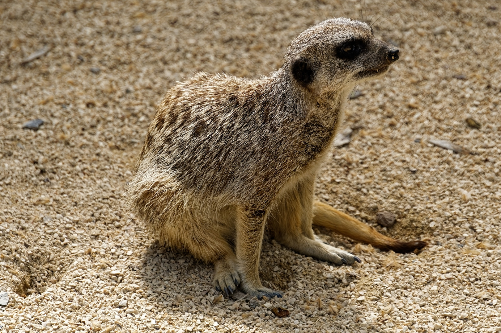 Erdmännchen