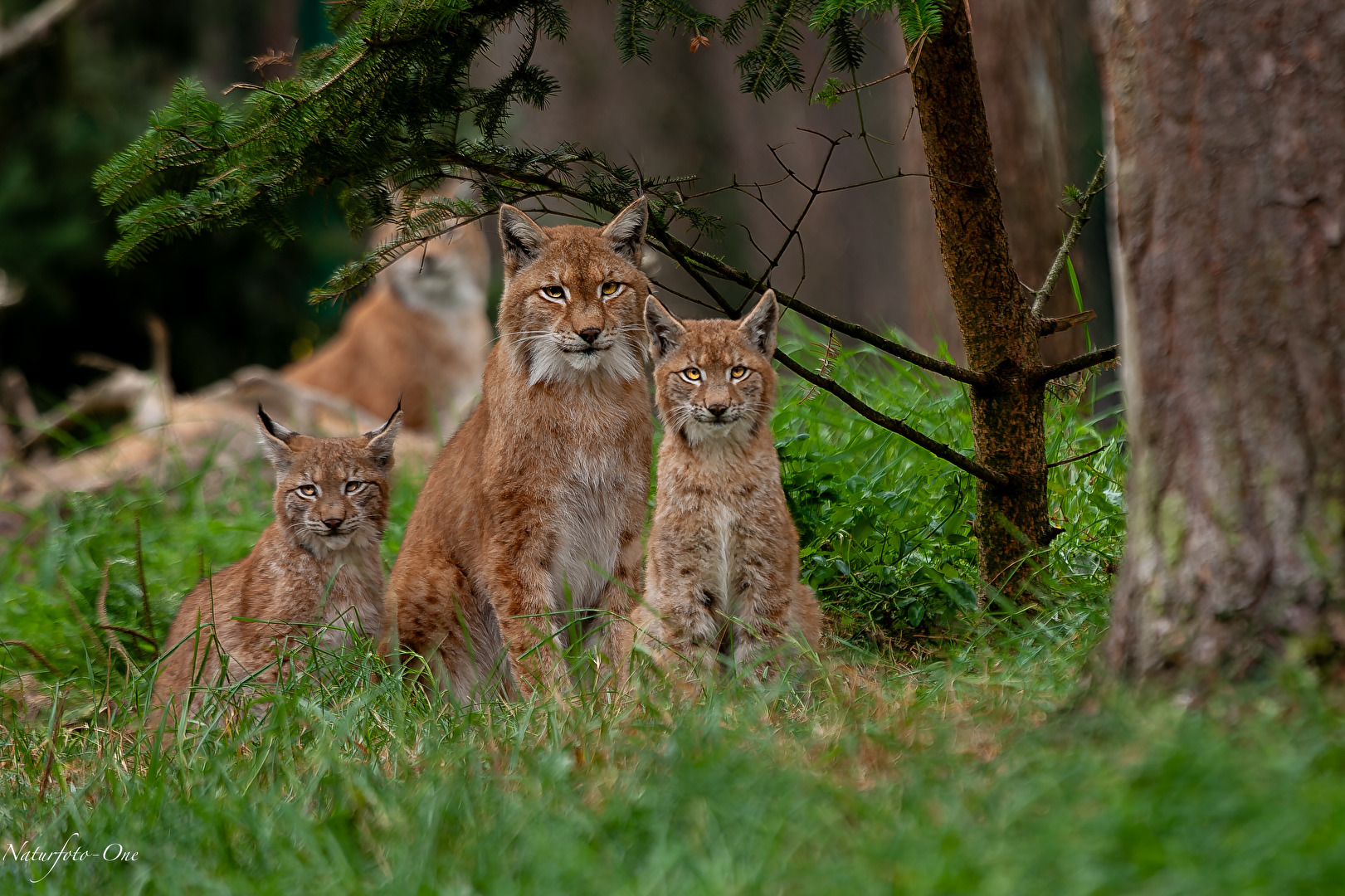 Die Familie