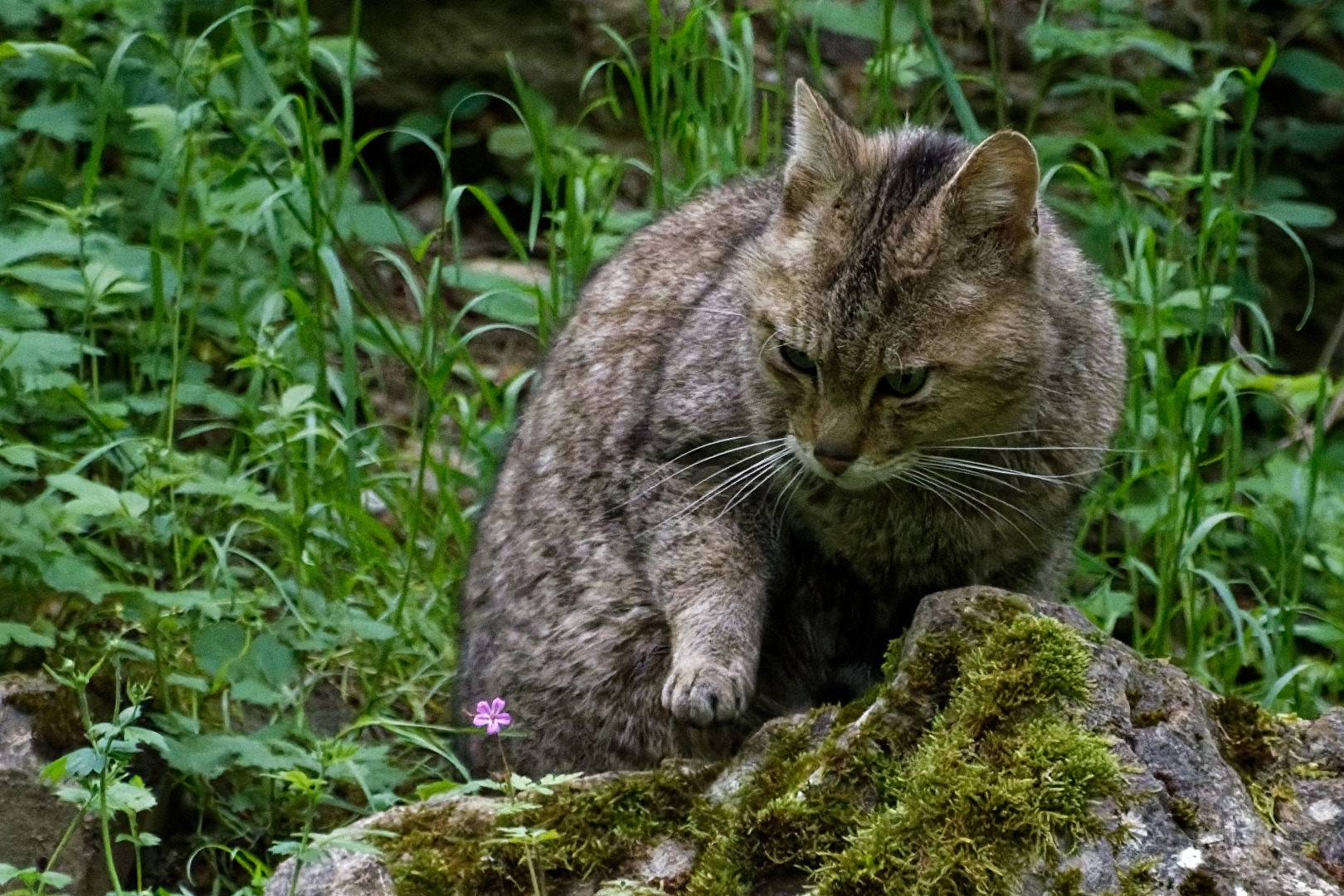 Parc animalier Bad Mergentheim