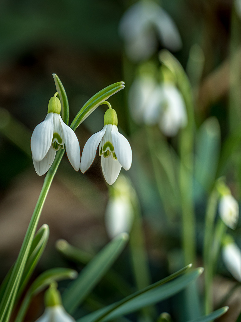 Frühling