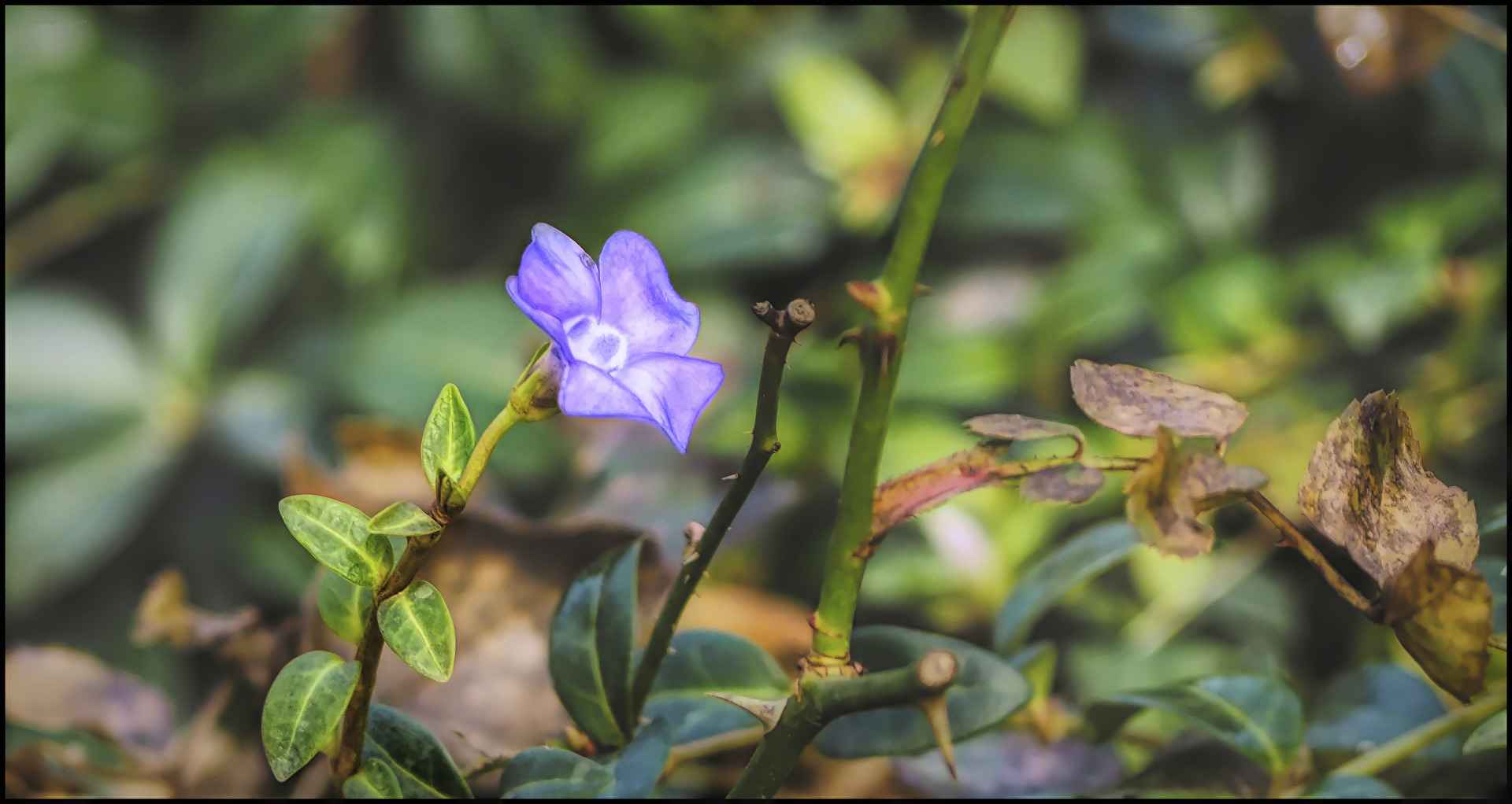 Vinca minor - (Kleinblättriges Immergrün)