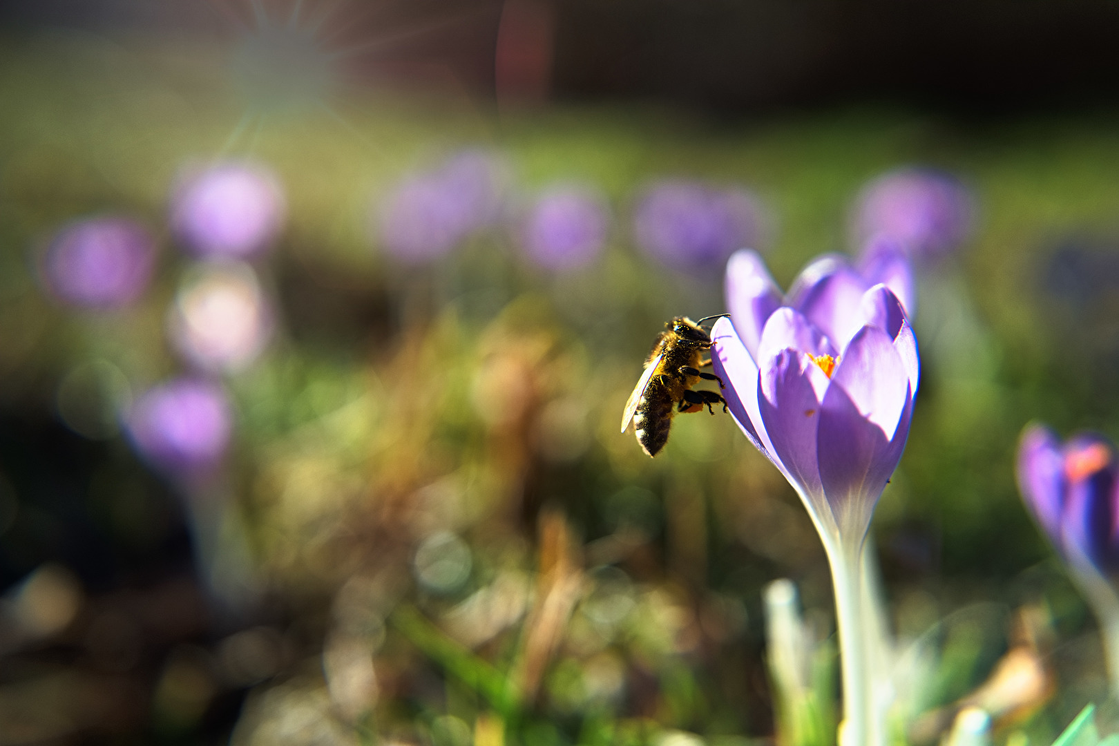 Frühling