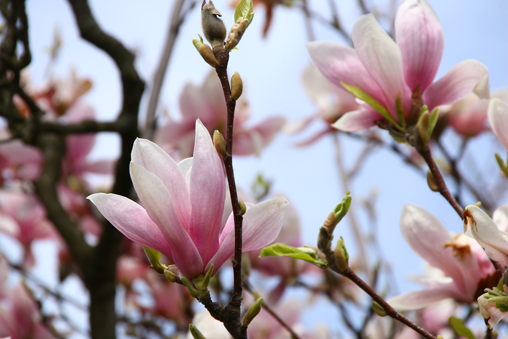 Frühlingsblüte