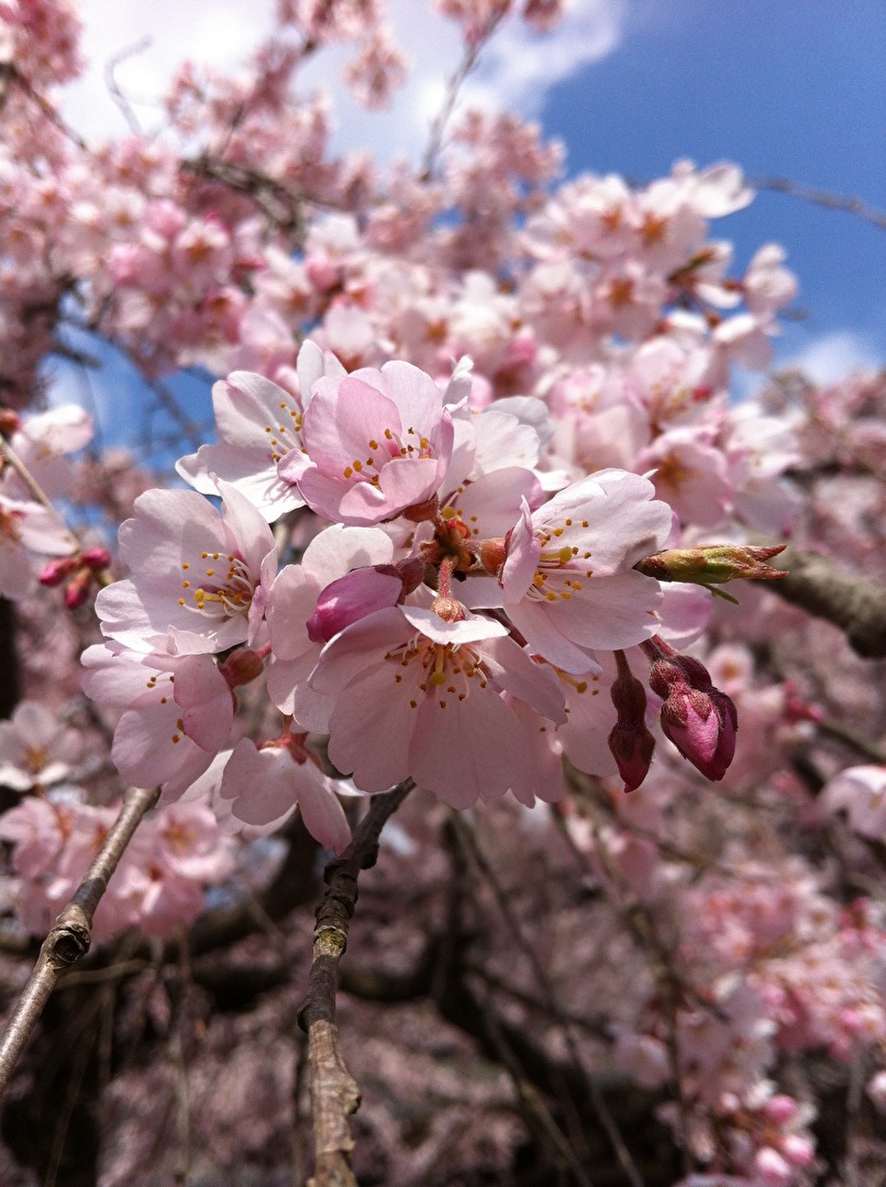 Kirschblüten