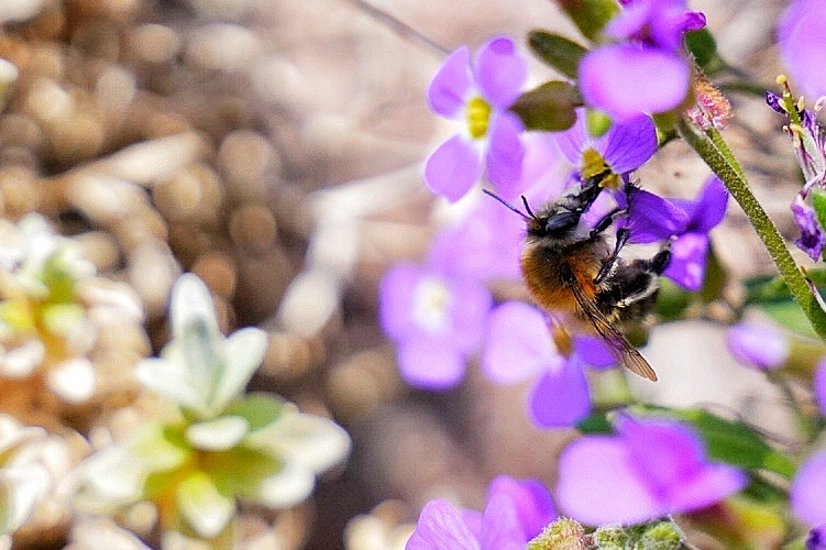 Frühling