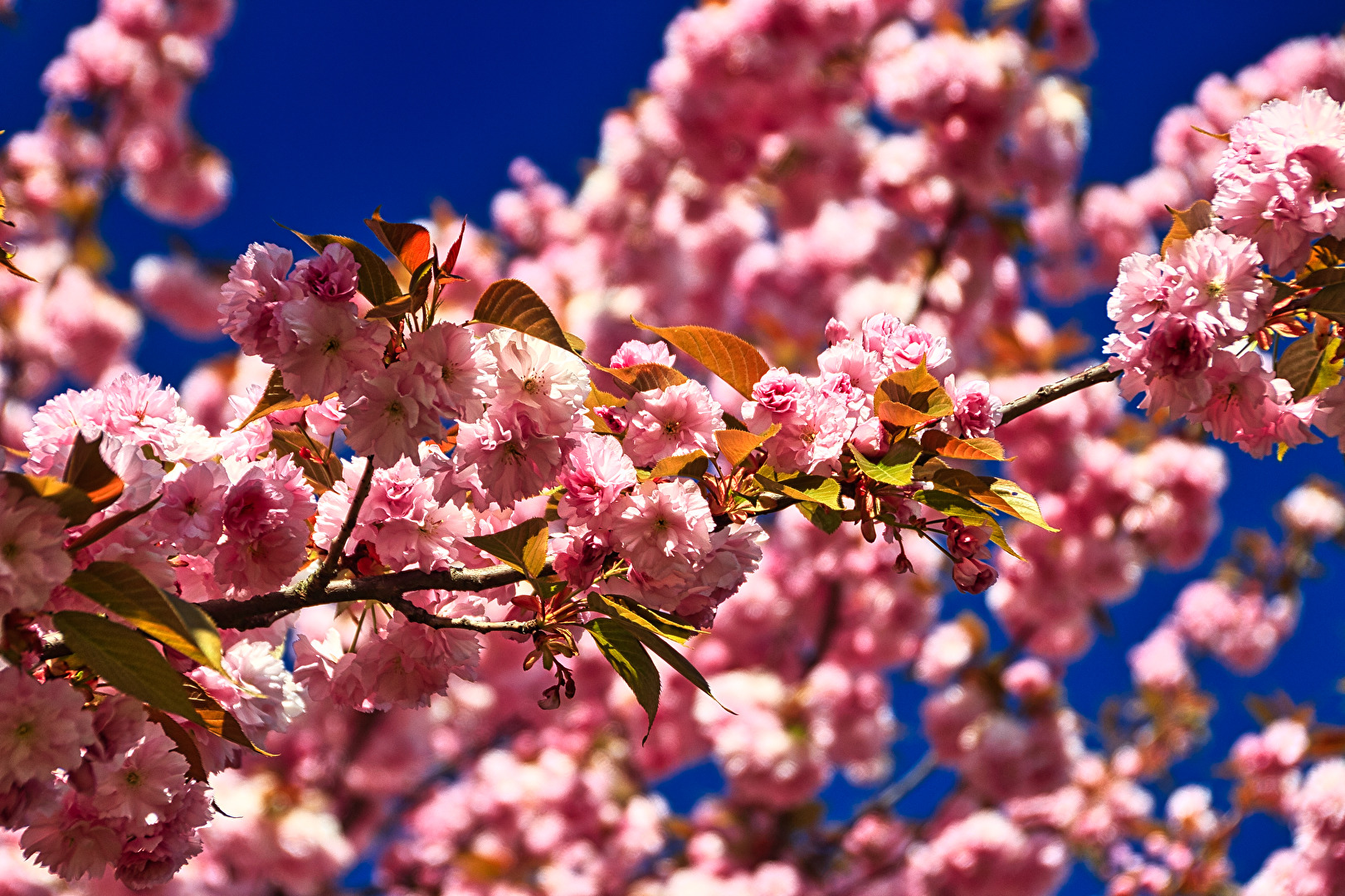 Der Frühling kommt.