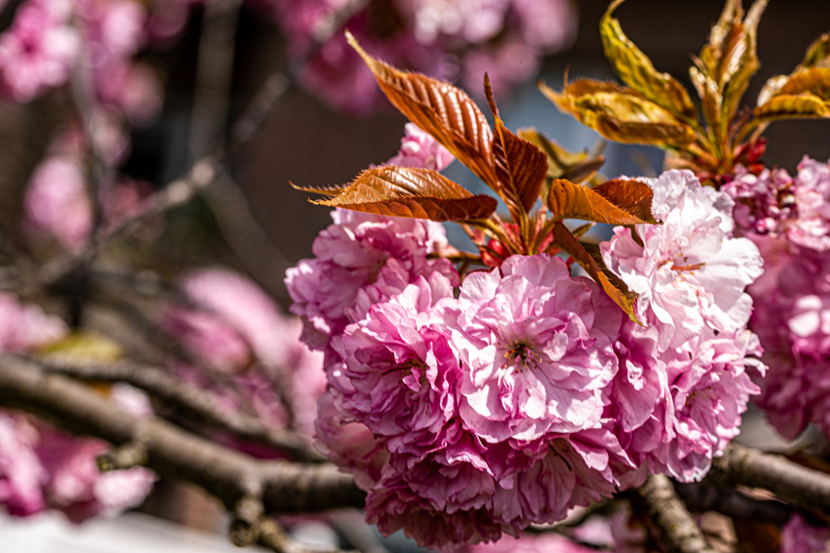 Das Rosa der Japanischen Kirsche