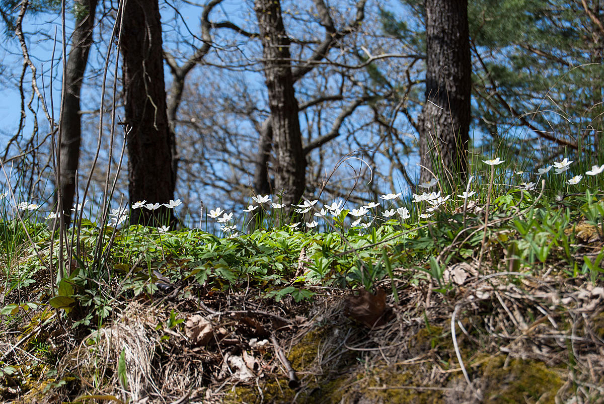 Die ersten im Wald...