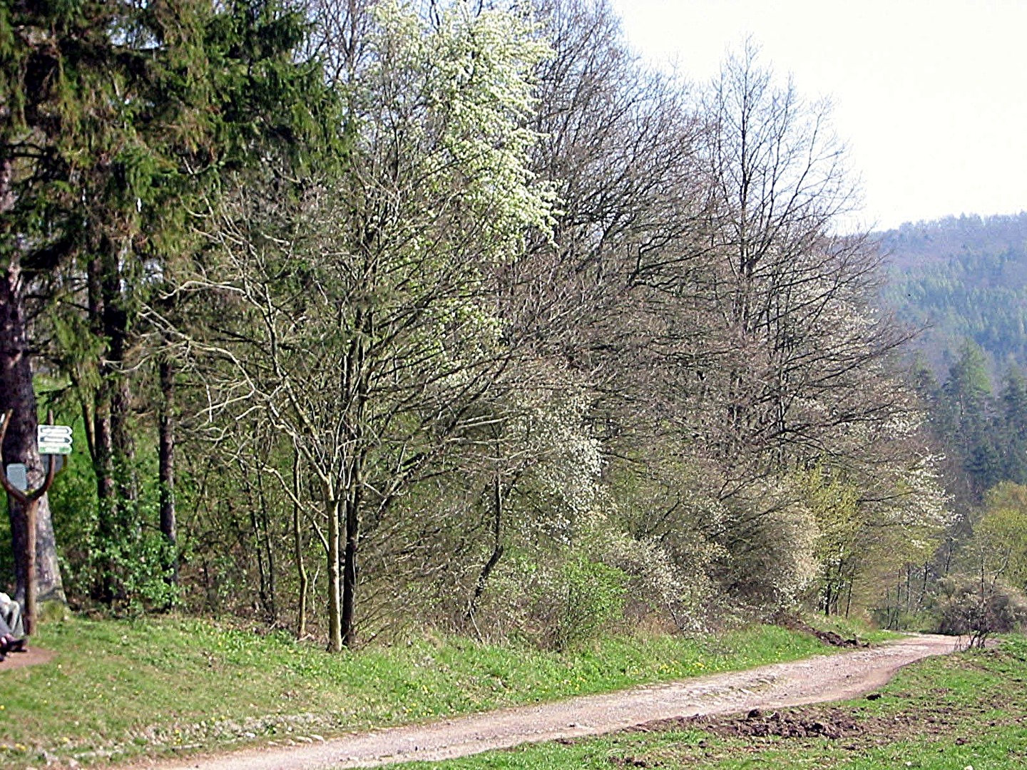 Frühling