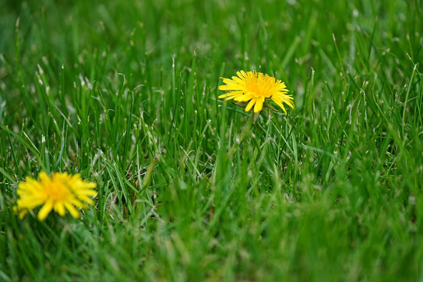 Frühling