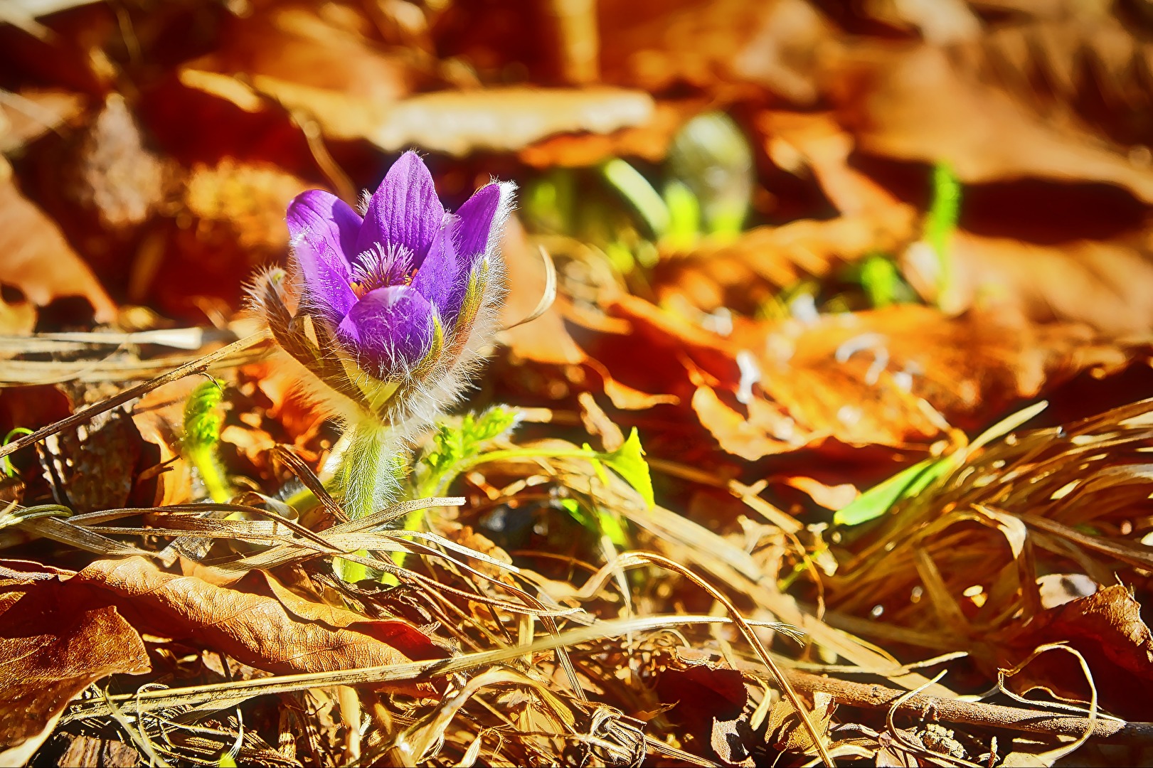 Küchenschelle  (Pulsatilla vulgaris)