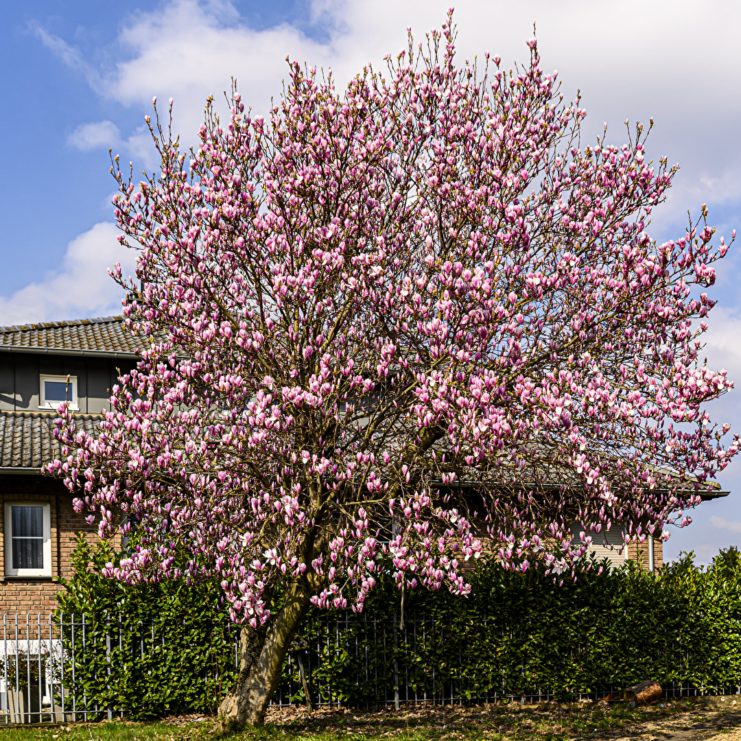 Magnolie, Frühling,